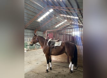 Draft Horse, Sto, 6 år, 150 cm, Brun