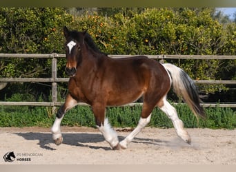 Draft Horse Blandning, Sto, 6 år, 158 cm, Pinto