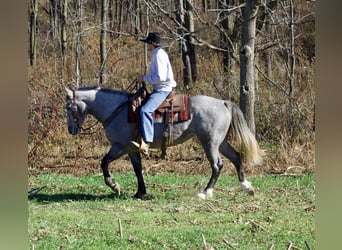Draft Horse Blandning, Sto, 6 år, Grå