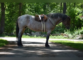 Draft Horse, Sto, 7 år, 163 cm, Brunskimmel