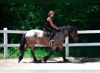 Draft Horse, Sto, 7 år, 163 cm, Brunskimmel