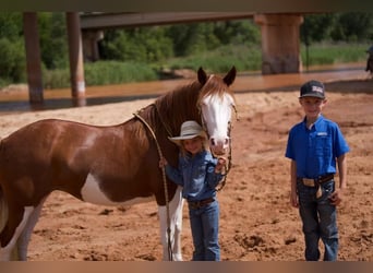 Draft Horse Blandning, Sto, 8 år, 132 cm, Pinto