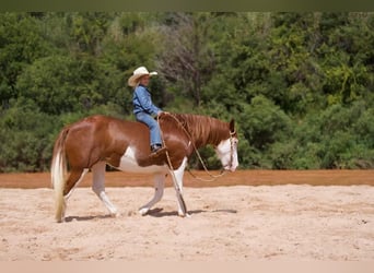 Draft Horse Blandning, Sto, 8 år, 132 cm, Pinto