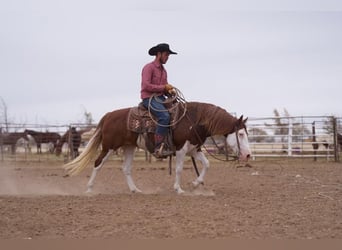 Draft Horse Blandning, Sto, 8 år, 132 cm, Pinto