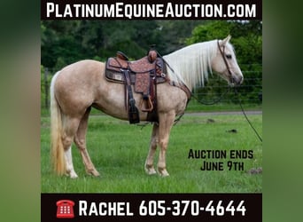 Draft Horse, Sto, 8 år, 155 cm, Palomino