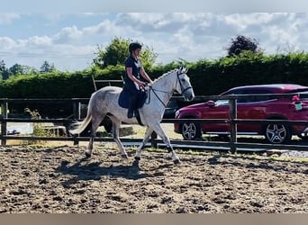 Draft Horse, Sto, 8 år, 166 cm, Grå