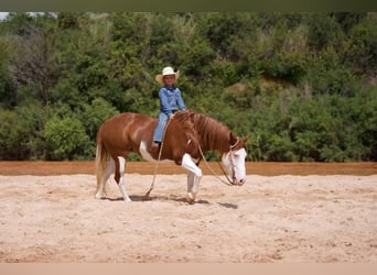 Draft Horse Blandning, Sto, 9 år, 132 cm, Pinto