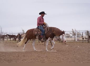 Draft Horse Blandning, Sto, 9 år, 132 cm, Pinto