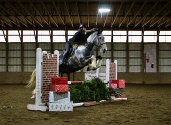 Draft Horse, Sto, 9 år, 168 cm, Tobiano-skäck-alla-färger