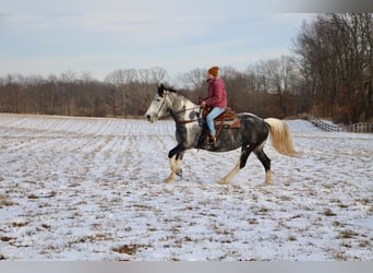 Draft Horse, Sto, 9 år, 168 cm, Tobiano-skäck-alla-färger