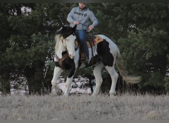 Draft Horse, Sto, 9 år, Tobiano-skäck-alla-färger
