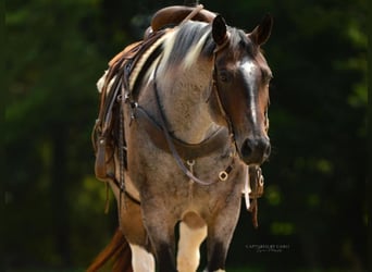 Draft Horse Blandning, Valack, 10 år, 155 cm, Brunskimmel
