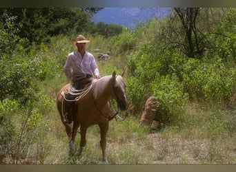 Draft Horse, Valack, 10 år, 155 cm, Palomino