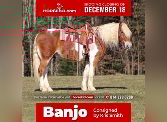 Draft Horse Blandning, Valack, 10 år, 155 cm, Pinto