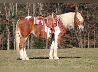 Draft Horse Blandning, Valack, 10 år, 155 cm, Pinto