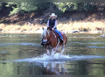 Draft Horse Blandning, Valack, 10 år, 155 cm, Pinto