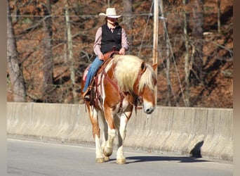Draft Horse Blandning, Valack, 10 år, 155 cm, Pinto