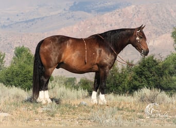 Draft Horse Blandning, Valack, 10 år, 157 cm, Brun