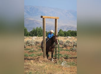 Draft Horse Blandning, Valack, 10 år, 157 cm, Brun