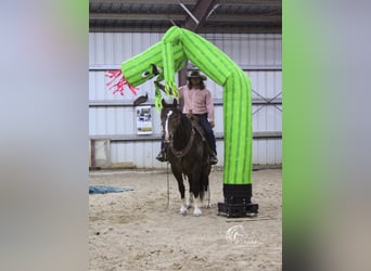 Draft Horse Blandning, Valack, 10 år, 157 cm, Brun