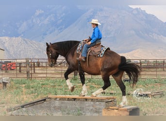 Draft Horse Blandning, Valack, 10 år, 157 cm, Brun