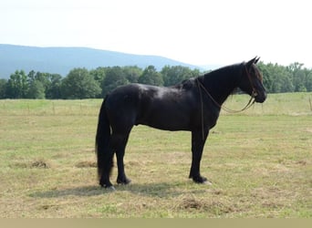 Draft Horse Blandning, Valack, 10 år, 157 cm, Svart