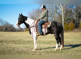 Draft Horse, Valack, 10 år, 157 cm, Tobiano-skäck-alla-färger