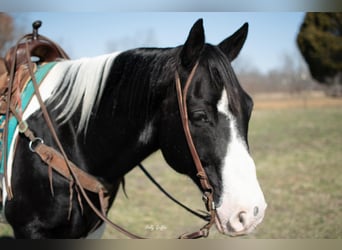 Draft Horse, Valack, 10 år, 157 cm, Tobiano-skäck-alla-färger