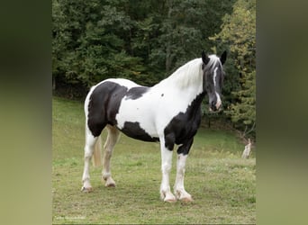 Draft Horse, Valack, 10 år, 160 cm, Tobiano-skäck-alla-färger