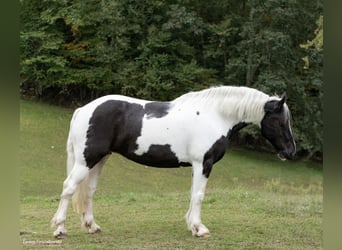 Draft Horse, Valack, 10 år, 160 cm, Tobiano-skäck-alla-färger