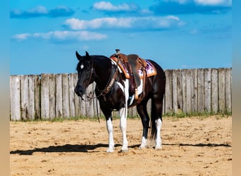 Draft Horse Blandning, Valack, 10 år, 163 cm, Svart