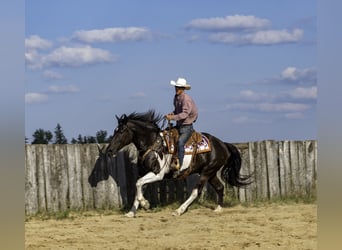 Draft Horse Blandning, Valack, 10 år, 163 cm, Svart