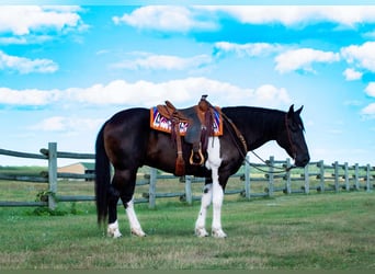 Draft Horse, Valack, 10 år, 163 cm, Tobiano-skäck-alla-färger