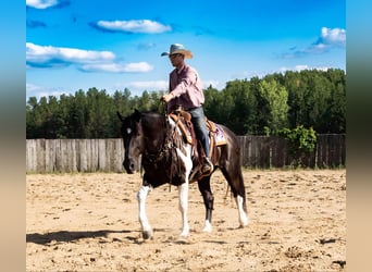 Draft Horse, Valack, 10 år, 163 cm, Tobiano-skäck-alla-färger