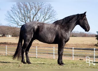 Draft Horse, Valack, 10 år, Konstantskimmel