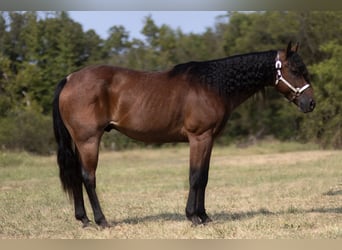 Draft Horse, Valack, 11 år, 152 cm, Brunskimmel