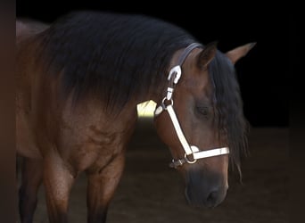 Draft Horse, Valack, 11 år, 152 cm, Brunskimmel