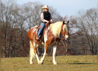 Draft Horse Blandning, Valack, 11 år, 155 cm, Pinto