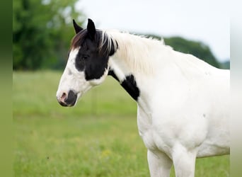 Draft Horse Blandning, Valack, 11 år, 157 cm, Pinto
