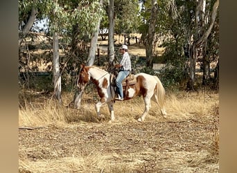 Draft Horse, Valack, 11 år, 160 cm, Tobiano-skäck-alla-färger