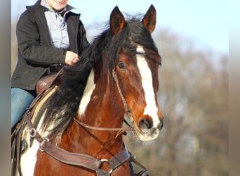 Draft Horse Blandning, Valack, 11 år, 163 cm, Pinto