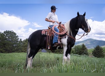 Draft Horse Blandning, Valack, 11 år, 163 cm, Tovero-skäck-alla-färger