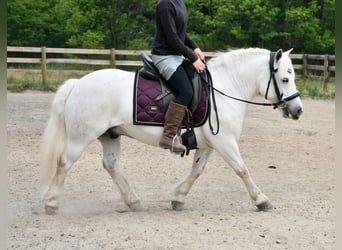 Draft Horse, Valack, 11 år, Vit