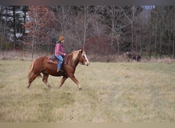 Draft Horse, Valack, 12 år, 157 cm, Fux