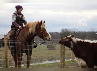 Draft Horse, Valack, 12 år, 157 cm, Fux