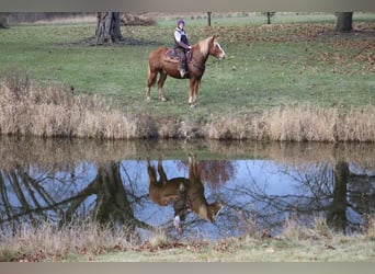 Draft Horse, Valack, 12 år, 157 cm, Fux