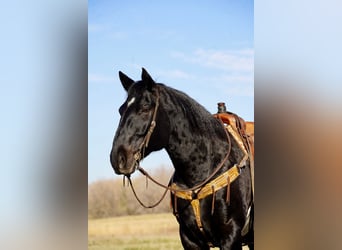 Draft Horse Blandning, Valack, 12 år, 160 cm, Svart