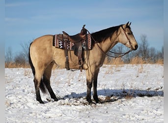 Draft Horse, Valack, 12 år, Gulbrun