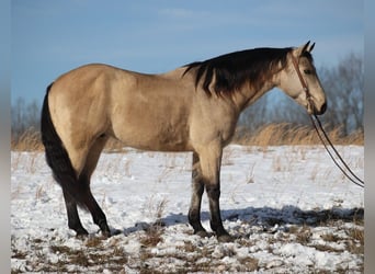 Draft Horse, Valack, 12 år, Gulbrun
