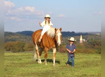 Draft Horse Blandning, Valack, 13 år, 157 cm, Fux